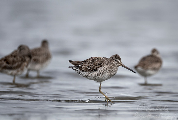 245 Short-billed Dowitchers (Limnodromus griseus) - SC