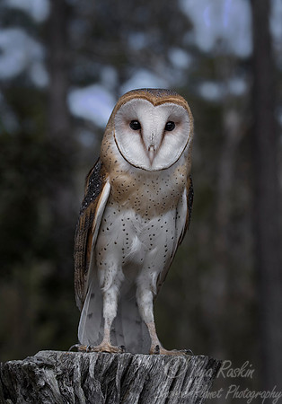 246 Barn Owl (Tyto alba) - SC