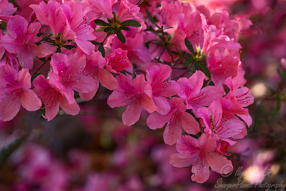 110 Azalea - Charleston SC