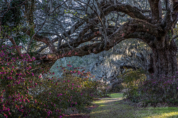 111  Charleston SC