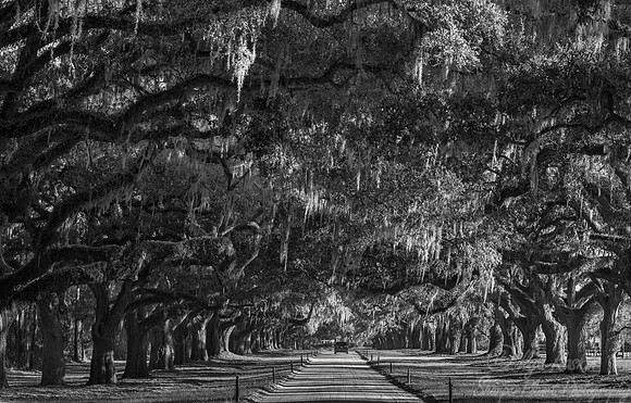115 Charleston SC