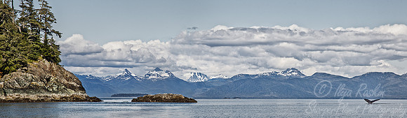 086 Humpback whale (Megaptera novaeangliae) - AK