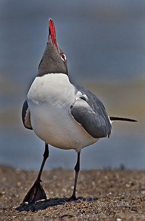 031 Laughing Gull - DE