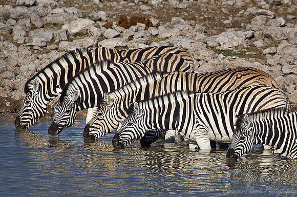 055 Plain Zebras  (Equus quagga) - Etosha Namibia