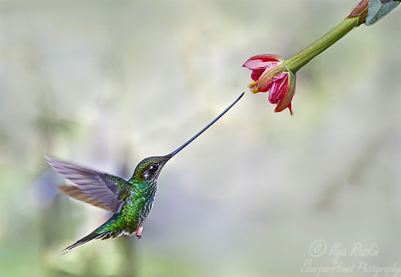 514Sword-billed hummingbird (Ensifera ensifera) - Colombia cloud forest