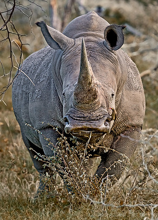032_White Rhinoceros_South Africa