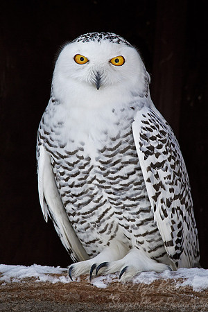 099 Snowy Owl (Bubo scandiacus) - MA