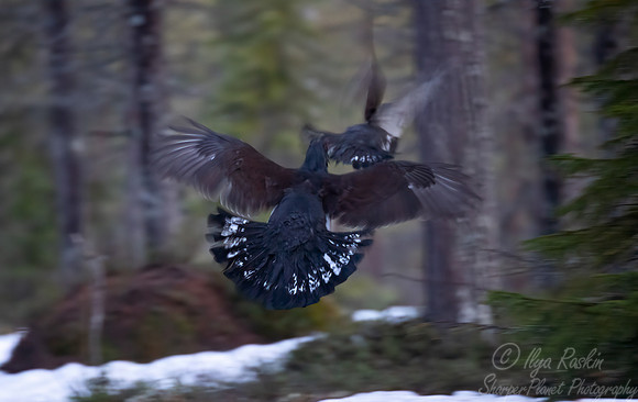 078 Capercaillie female (Tetrao urogallus) - Finland