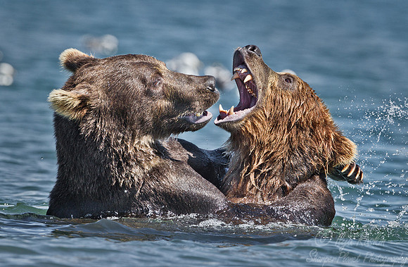 070 Brown Bear (Ursus arctos) - Kamchatka Russia
