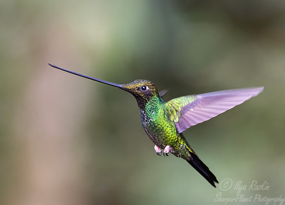 517 Sword-billed hummingbird (Ensifera ensifera) - Colombia cloud forest