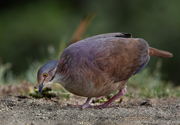 583 White-throated quail-dove (Zentrygon frenata) - Colombia cloud forest