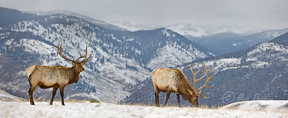 013_Elk (Cervus canadensis)_Yellowstone