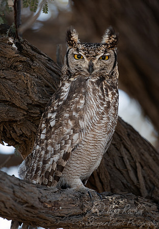 339 Spotted eagle-owl (Bubo africanus) - Kagalagadi Transfrontier Park SA