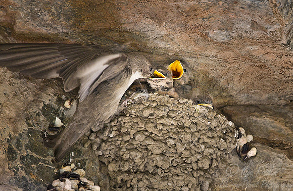 030 Crag Martin (Ptyonoprogne rupestris) - Mongolia