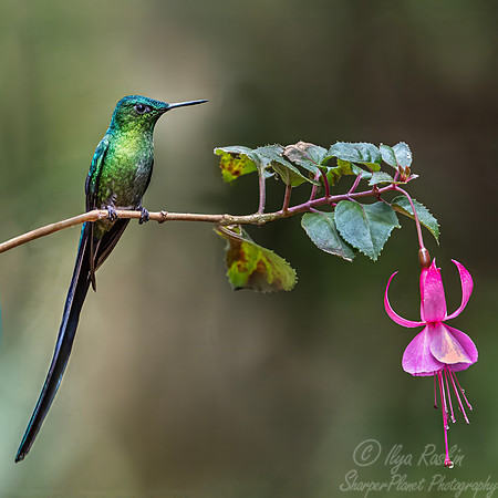 456 Long-tailed sylph male (Aglaiocercus kingii) - Colombia cloud forest