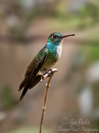 419 Versicoloured emerald (Chrysuronia versicolor) - Brazil Atlantic forest