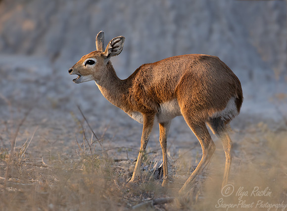 387 Steenbok (Raphicerus campestris)- Botswana
