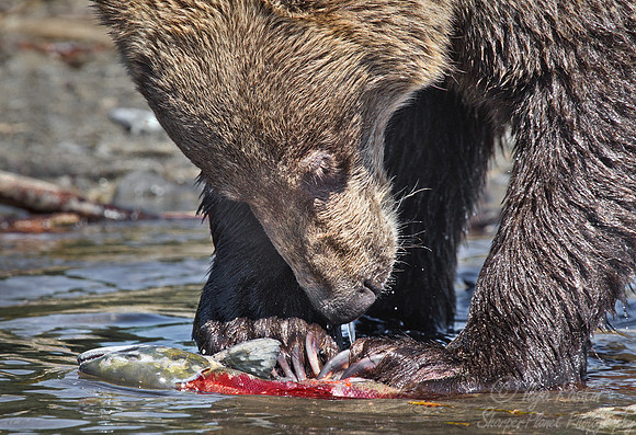 027 Brown Bear (Ursus arctos) - Kamchatka Russia
