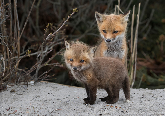 145 Red fox kits (Vulpes vulpes)  - Long Island NY