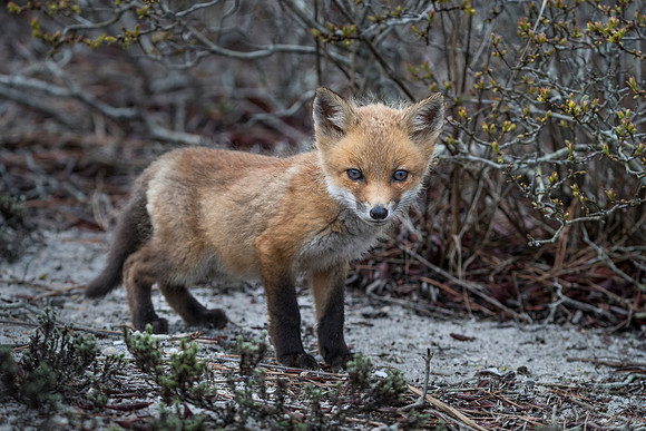 147 Red fox kit (Vulpes vulpes) - Long Island NY