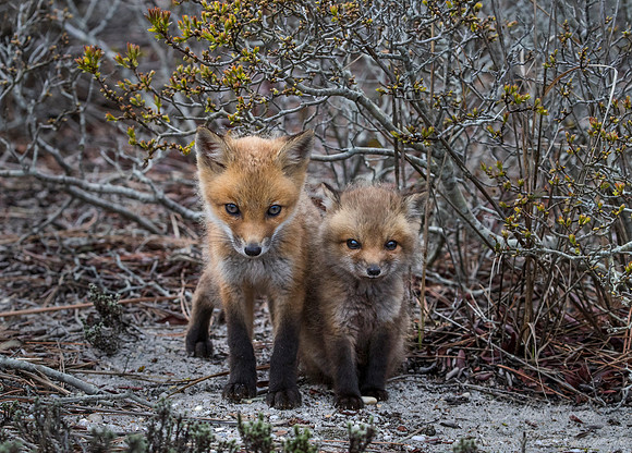 144 Red fox kits (Vulpes vulpes) - Long Island NY