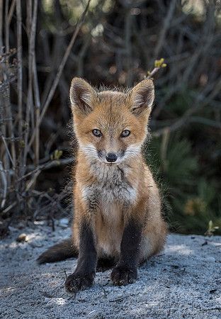 148 Red fox kit (Vulpes vulpes) - Long Island NY