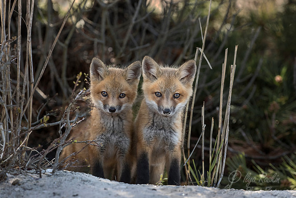 151 Red fox kits (Vulpes vulpes) - Long Island NY