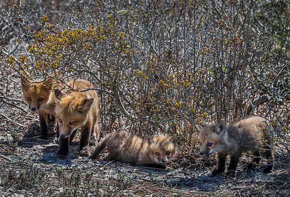 152 Red fox kits (Vulpes vulpes) - Long Island NY