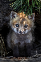 2017 Foxes of Long Island