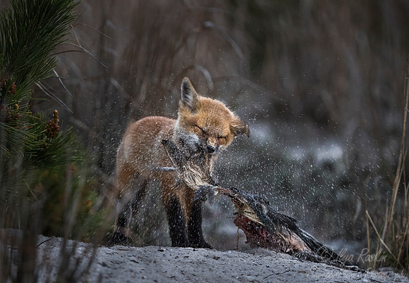 156 Red fox kit (Vulpes vulpes) - Long Island NY