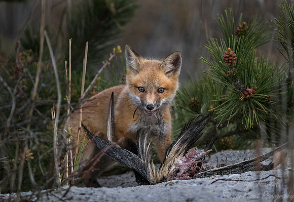 157 Red fox kit (Vulpes vulpes) - Long Island NY