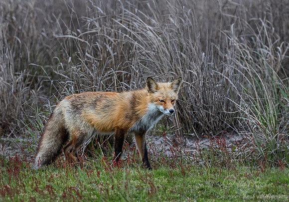 159 Red fox (Vulpes vulpes) - Long Island NY