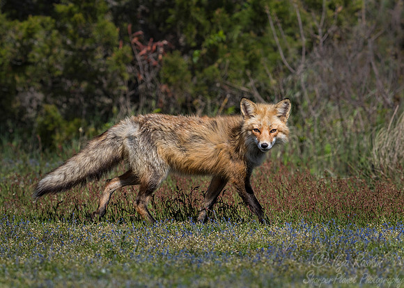 160 Red fox (Vulpes vulpes) - Long Island NY