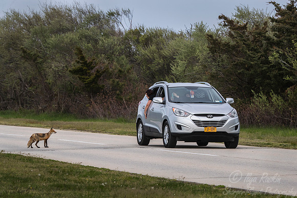 161 Red fox (Vulpes vulpes) - Long Island NY