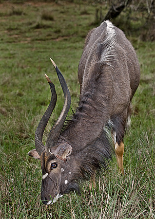 052_Nyala_male_South Africa