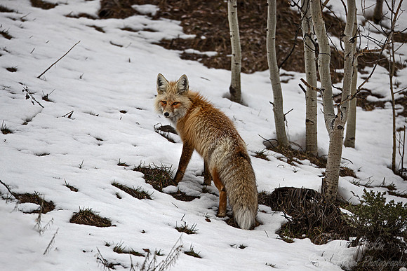 385 Red fox (Vulpes vulpes) - CO