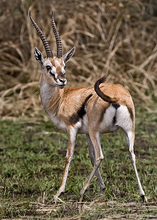 023_Thomson's Gazelle_Tanzania