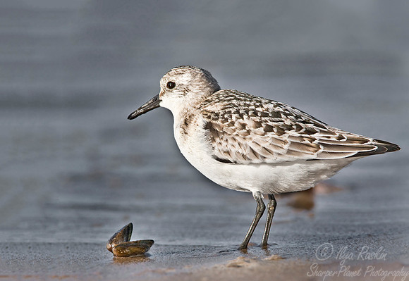 084 Sanderling (Calidris alba) - NJ