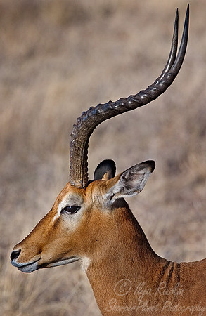 014_Impala_Kenya