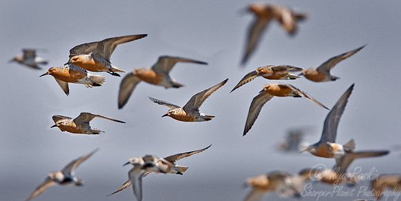 060 Red Knot - DE