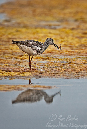 069 Lesser Yellowlegs (Tringa flavipes) - NJ