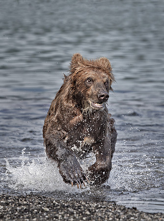 013 Brown Bear (Ursus arctos) - Kamchatka Russia