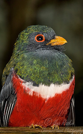 007 Elegant Trogon - Ecuador