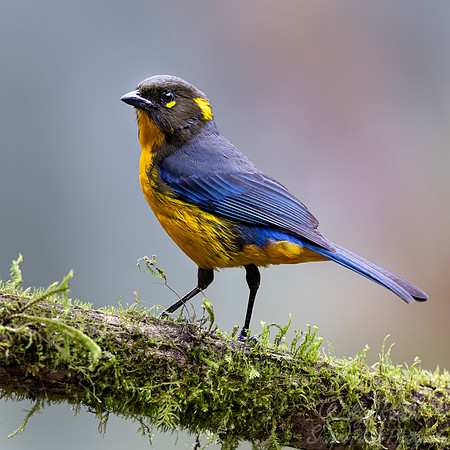562 Lacrimose mountain tanager (Anisognathus lacrymosus) - Colombia cloud forest