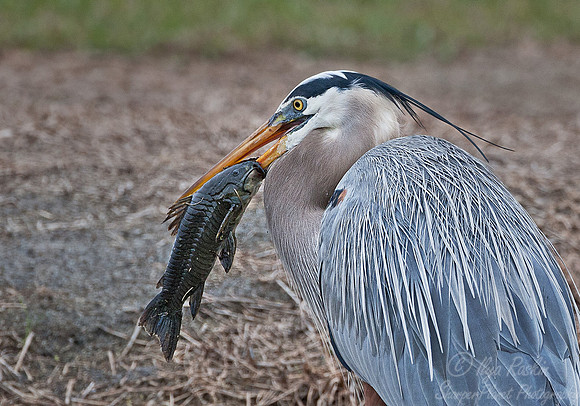104 Great Blue Heron (Ardea herodias) FL