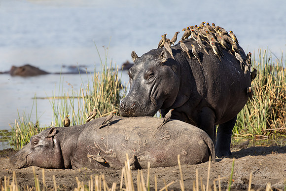403 Hippopotamuses (Hippopotamus amphibius) - Botswana