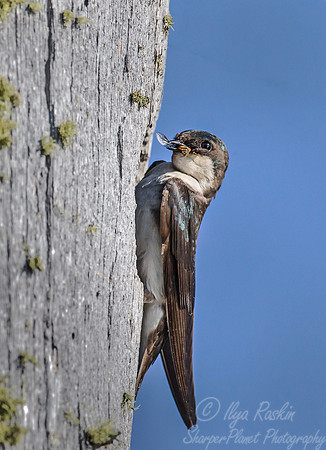 104 Tree swallow (Tachycineta bicolor) - ME
