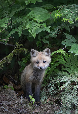 162 Red Fox kit (Vulpes vulpes) - ME