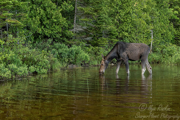 192 Moose (Alces alces) - ME