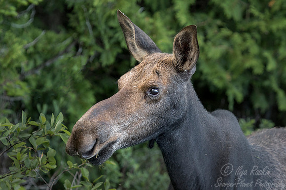 194 Moose (Alces alces) - ME